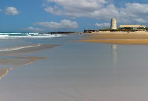 palmar